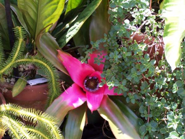 gardens 091